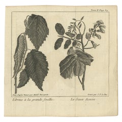 Stampa antica di Botanica dell'olmo e dell'acacia di Le Bas, 1752