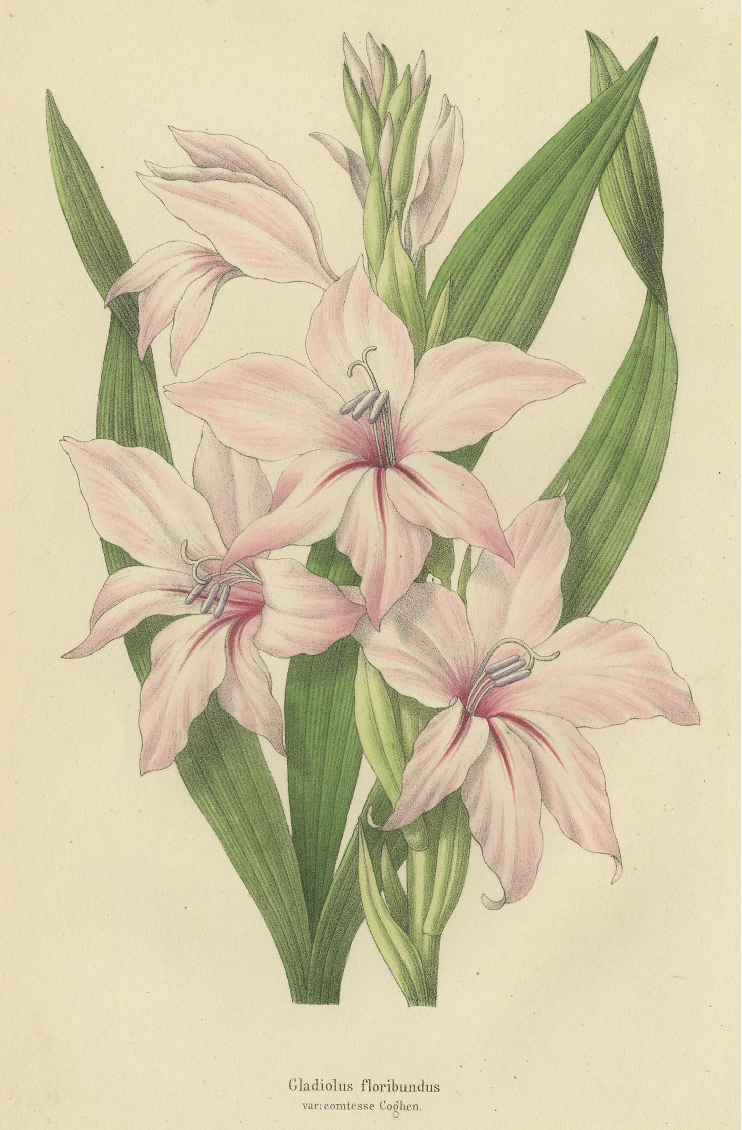 Antique print titled 'Gladiolus floribundus'. Botany print of the gladiolus floribundus. This print originates from volume 3 of 'Annales de la Société Royale d'Agriculture et de Botanique (..)' published in 1847.