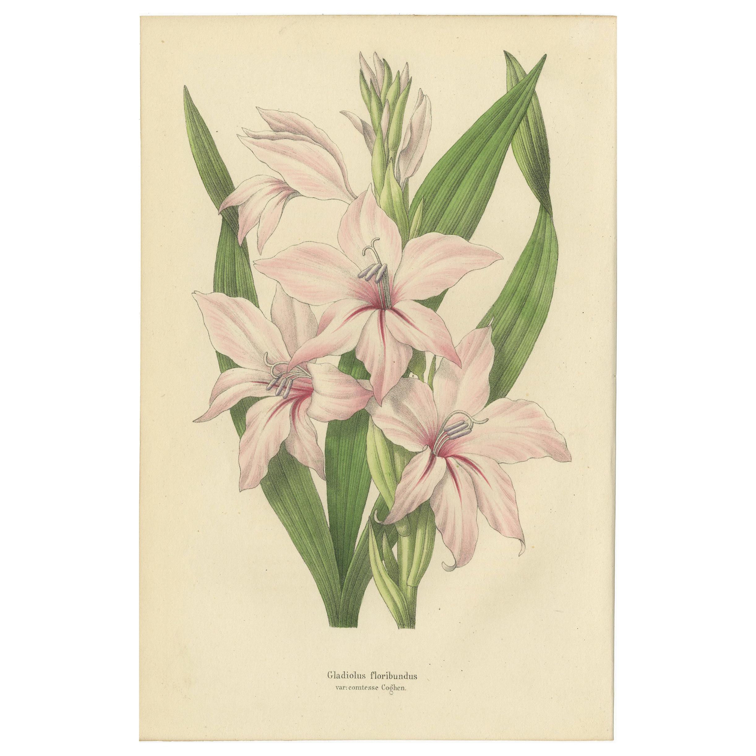 Antique Botany Print of the Gladiolus Floribundus, 1847