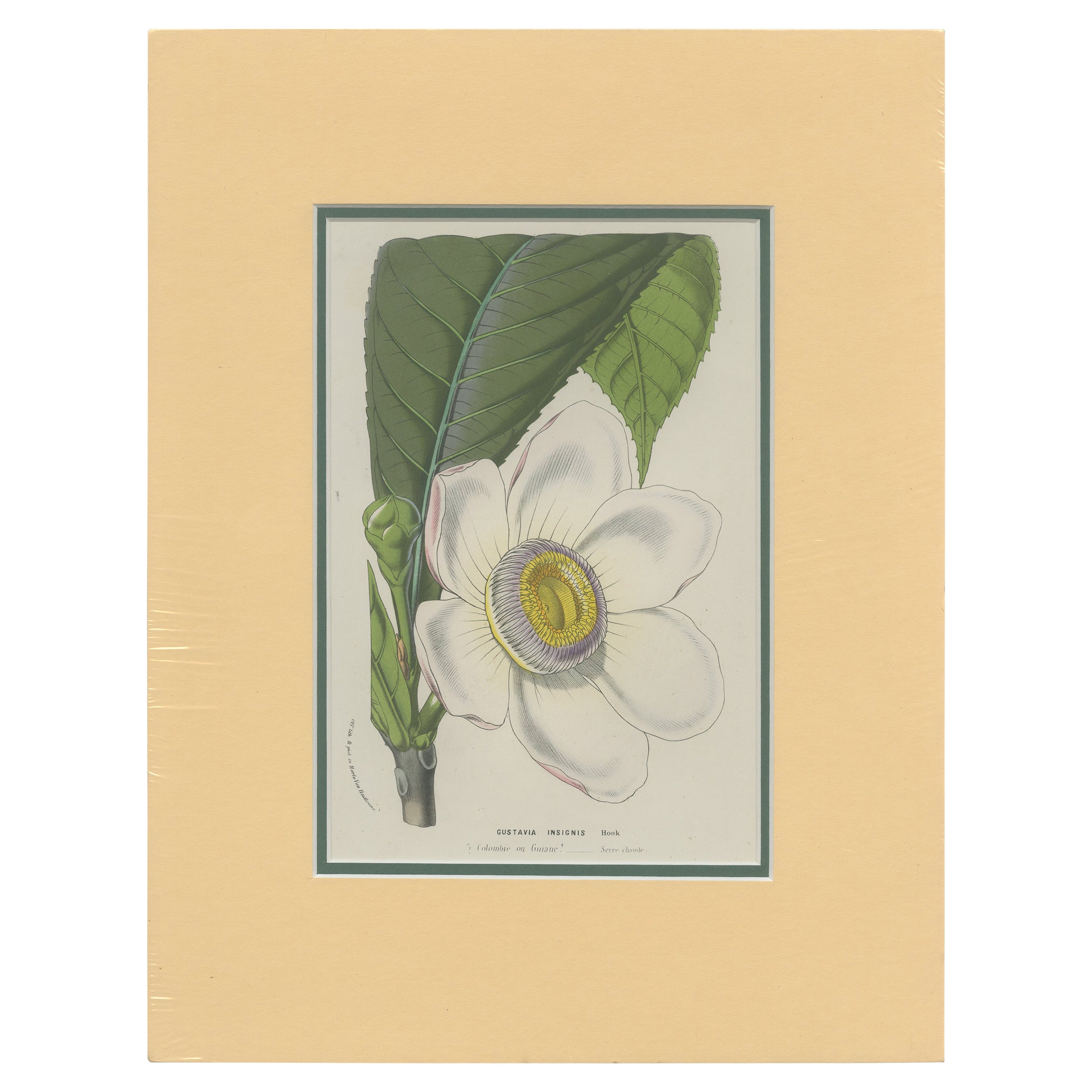 Impression botanique ancienne de l'insigne de Gustavia par Van Houtte, vers 1845