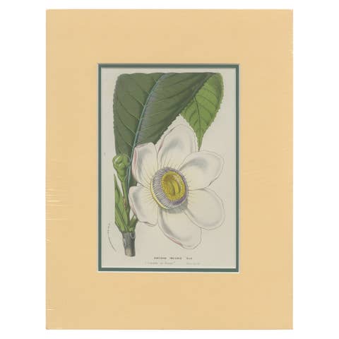 Antique Botany Print of the Gustavia Insignis by Van Houtte 'c.1845'