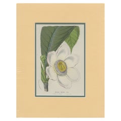 Impression botanique ancienne de l'insigne de Gustavia par Van Houtte, vers 1845