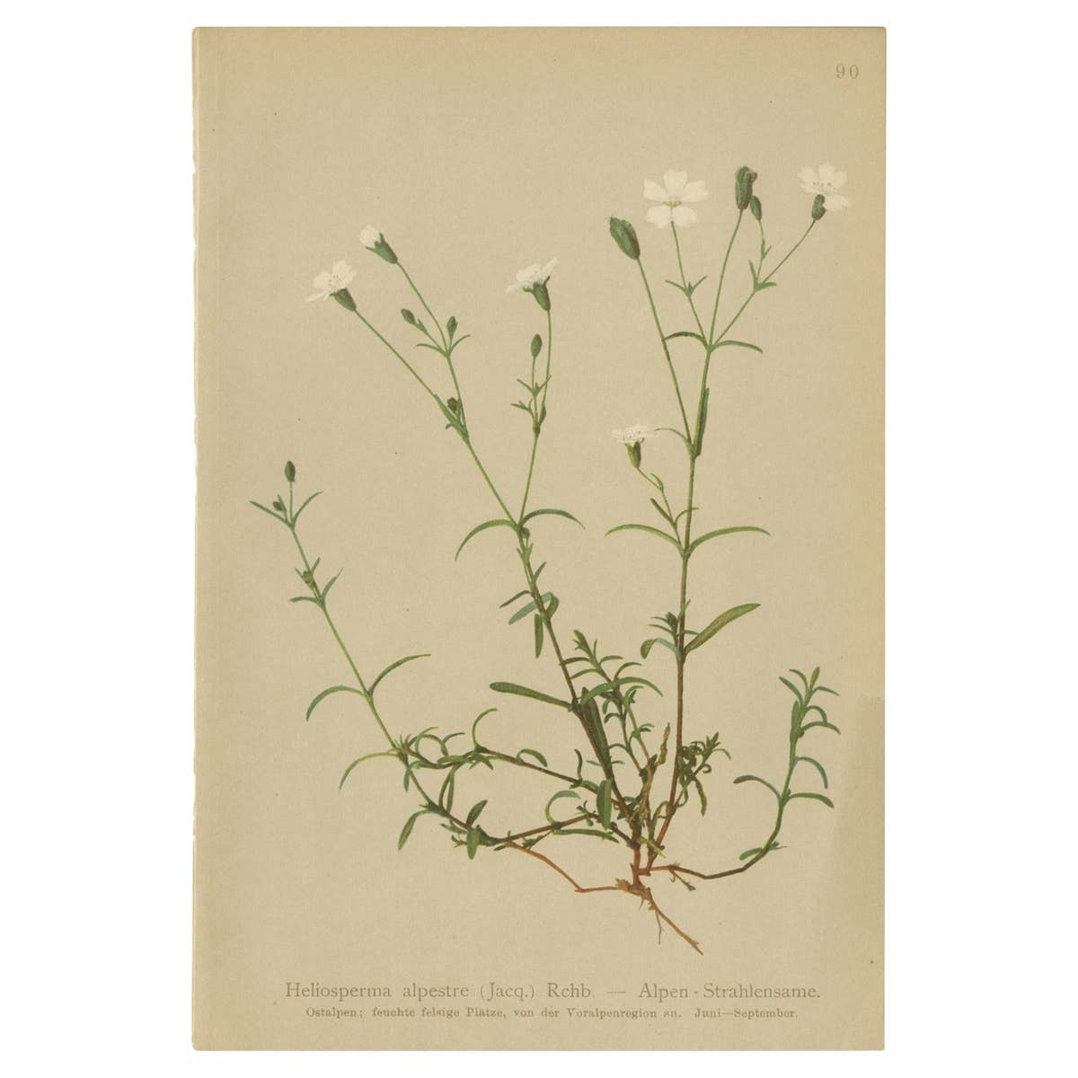 Antique Botany Print of The Heliosperma Plant by Palla, 1897