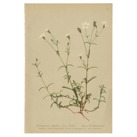 Antique Botany Print of The Heliosperma Plant by Palla, 1897