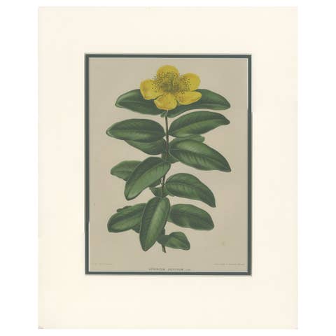 Antique Botany Print of the Hypericum Calycinum by Severeyns 'c.1875'