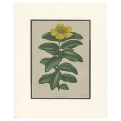 Antiker antiker Botanikdruck des Hypericum Calycinum von Severeyns, um 1875