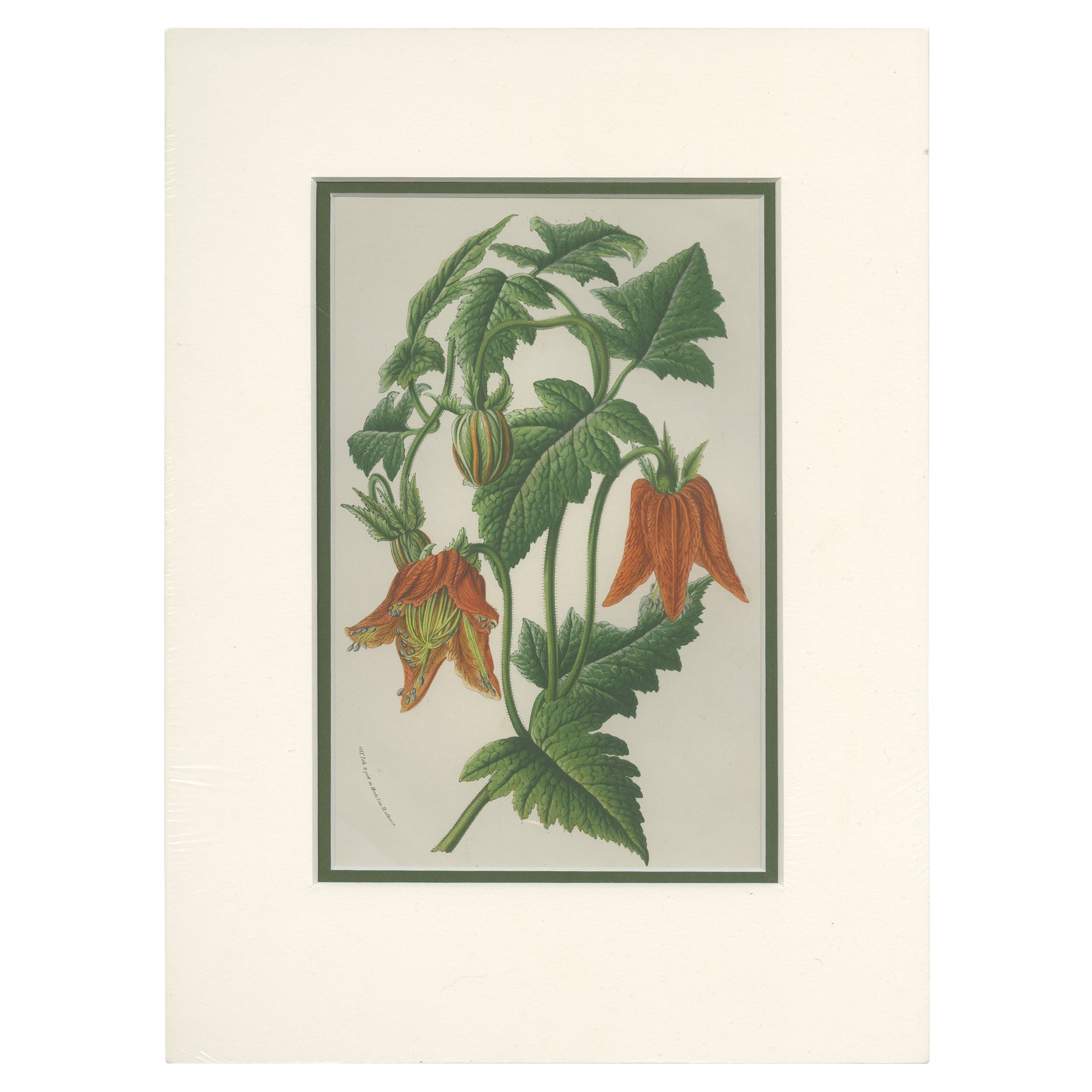 Impression botanique ancienne des Canarinoides d'Idairea par Van Houtte, vers 1845