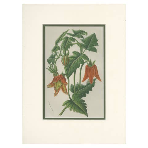 Antique Botany Print of the Illairea Canarinoides by Van Houtte 'c.1845'
