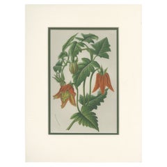 Impression botanique ancienne des Canarinoides d'Idairea par Van Houtte, vers 1845