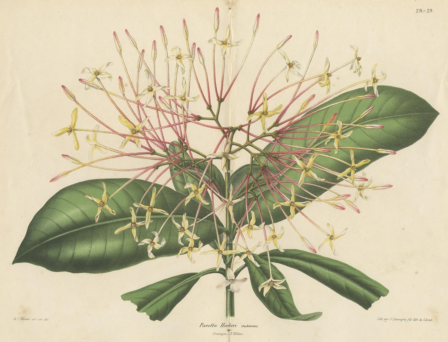 Antique botany print titled 'Pavetta Hookeri'. Lithograph of the Ixora Hookeri plant. This print originates from 'Neerland's Plantentuin' by C.A.J.A. Oudemans. Published by J.B. Wolters 1865-1867.