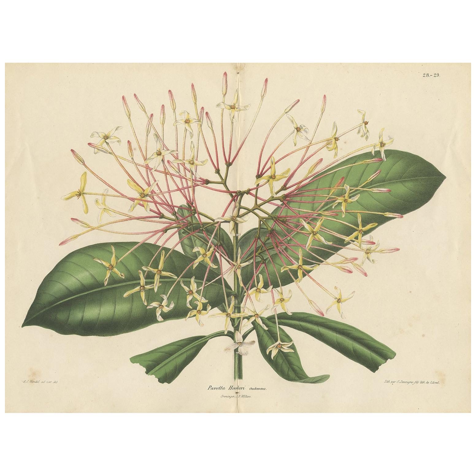 Stampa antica di botanica della pianta Ixora Hookeri di Oudemans, 1865 circa