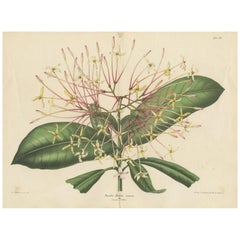 Impression botanique ancienne de la plante Ixora Hookeri par Audenmans, vers 1865