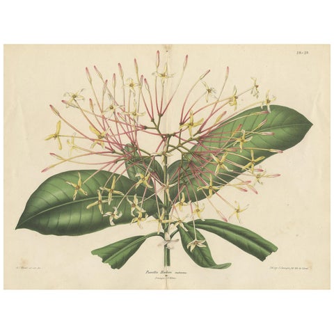 Antique Botany Print of the Ixora Hookeri Plant by Oudemans, circa 1865