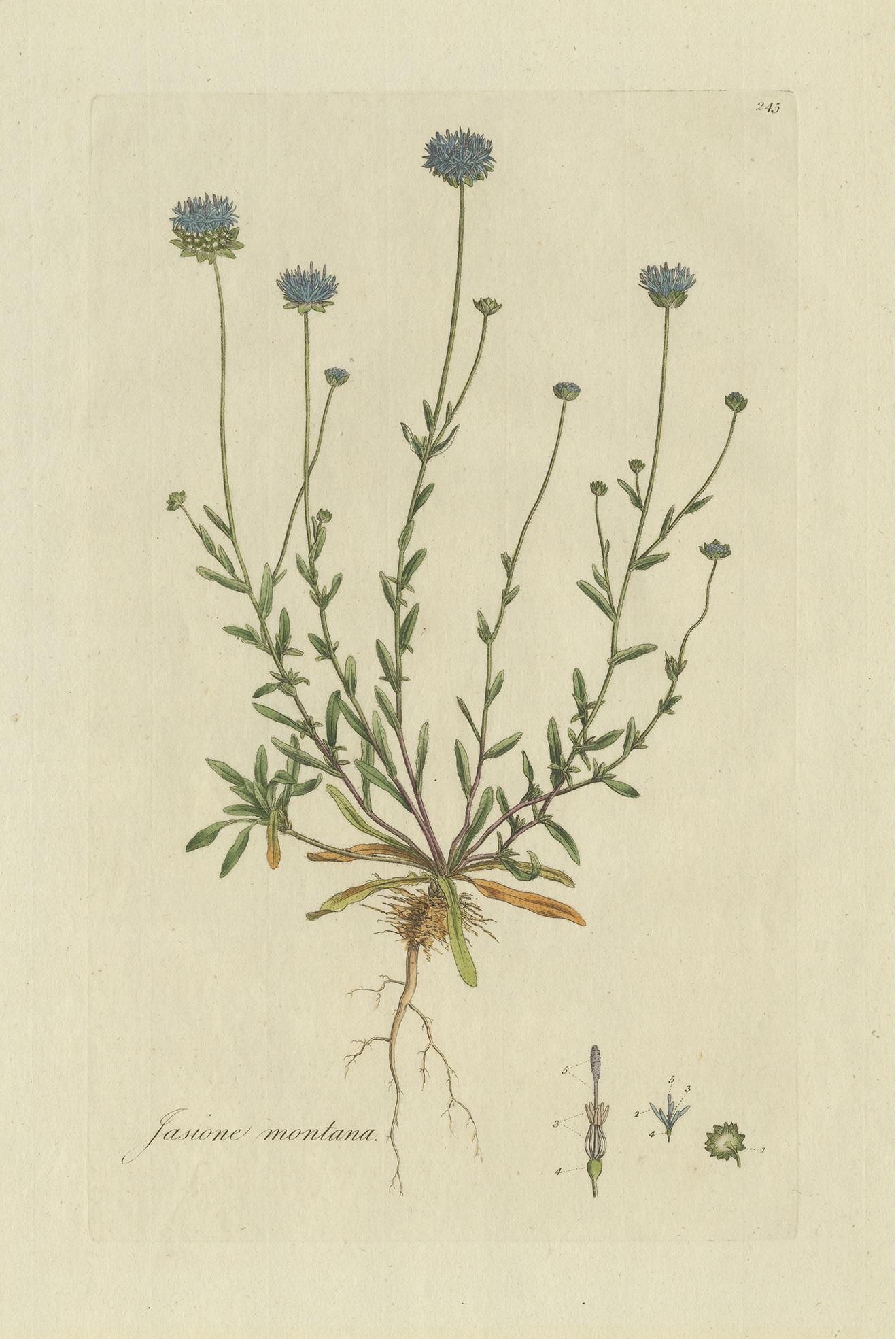 Antique botany print titled 'Jasione Montana'. Hand colored engraving of the jasione montana, a low-growing plant in the family Campanulaceae found in rocky places and upland regions of Europe and western Asia. This print originates from 'Flora