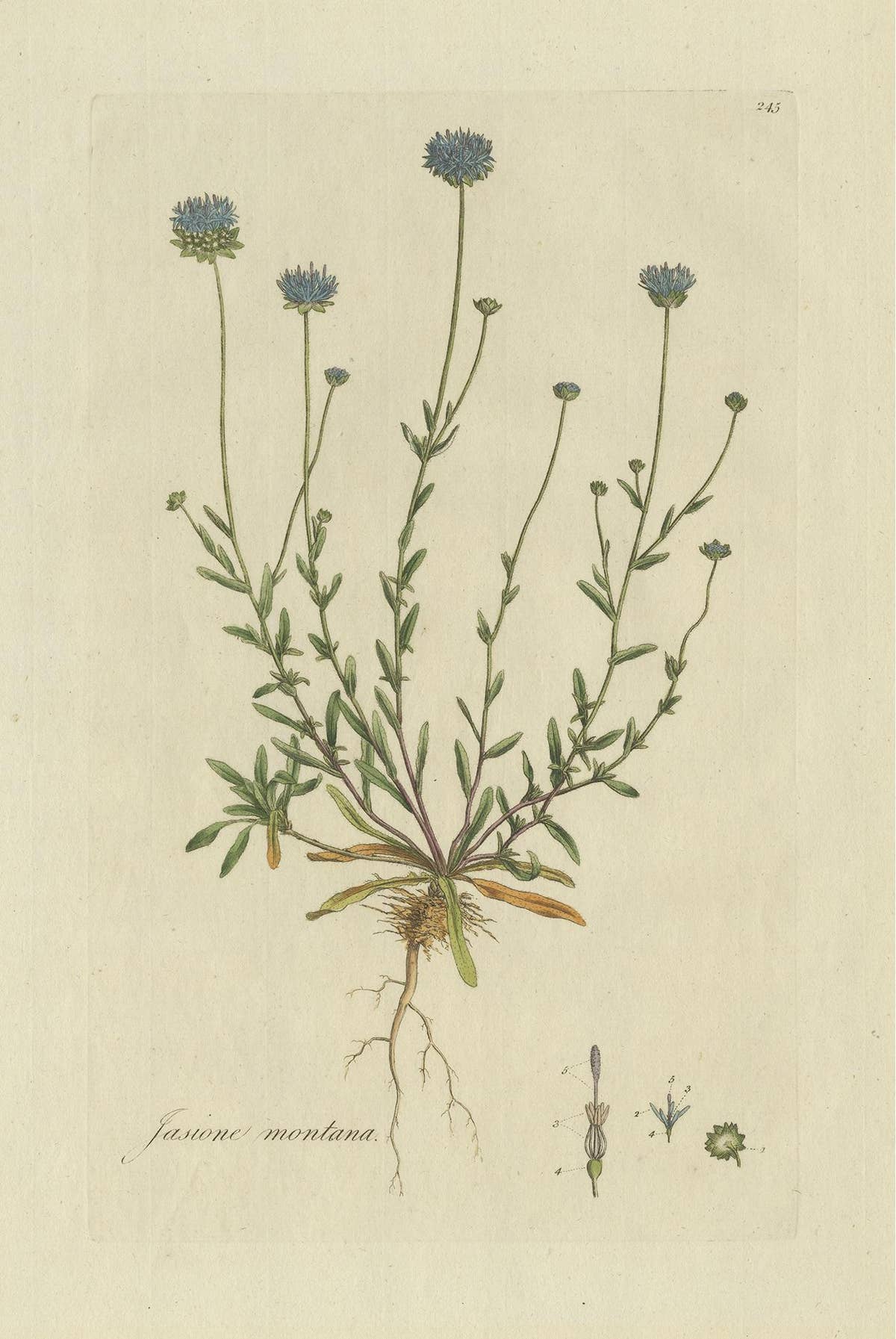 Antique Botany Print of the Jasione Montana by Curtis, circa 1777