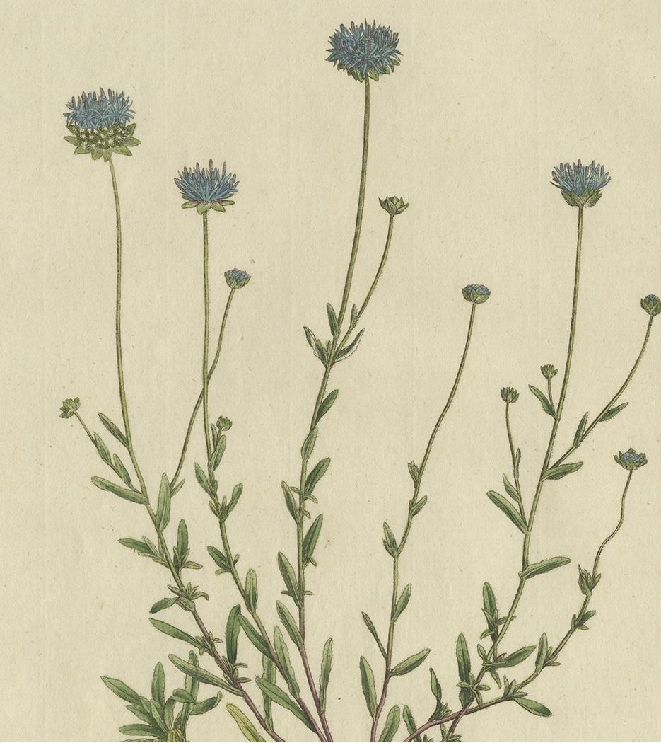 Impression botanique ancienne du Jasione Montana par Curtis, datant d'environ 1777 Bon état - En vente à Langweer, NL