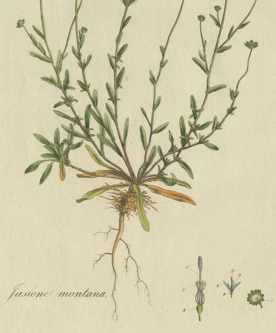 18th Century Antique Botany Print of the Jasione Montana by Curtis, circa 1777 For Sale