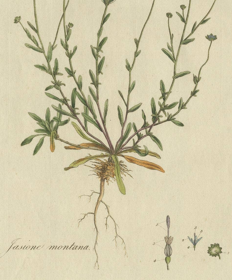 Antique Botany Print of the Jasione Montana by Curtis, circa 1777
