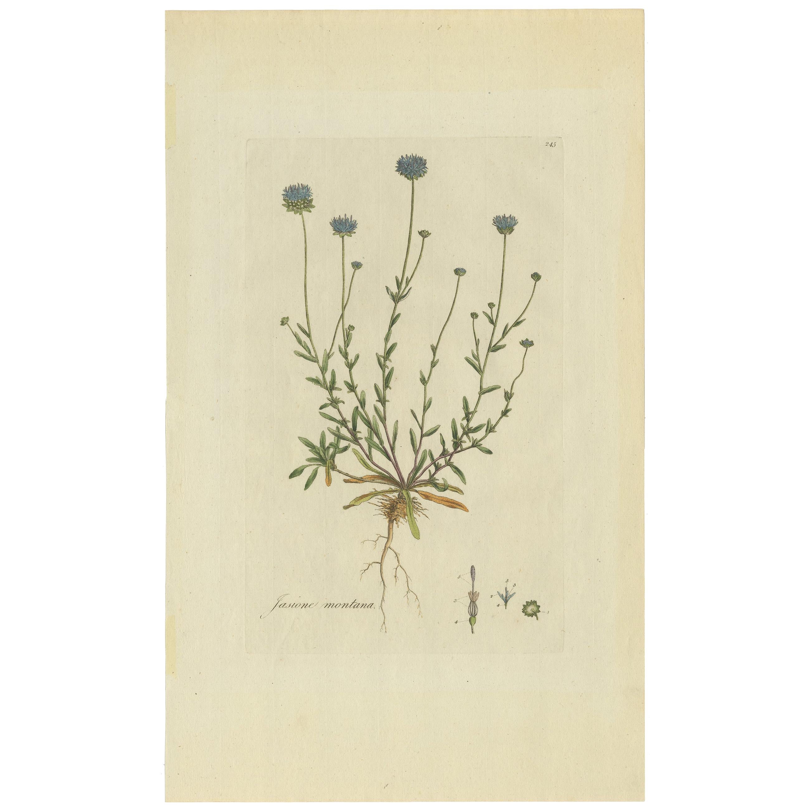 Impression botanique ancienne du Jasione Montana par Curtis, datant d'environ 1777
