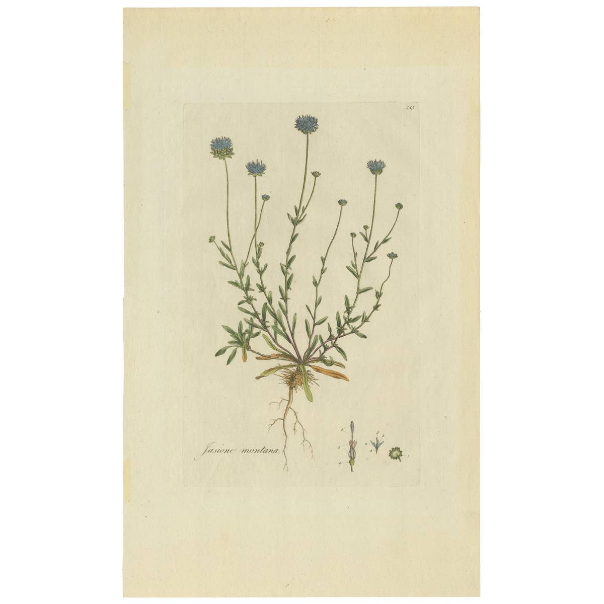 Antique Botany Print of the Jasione Montana by Curtis, circa 1777