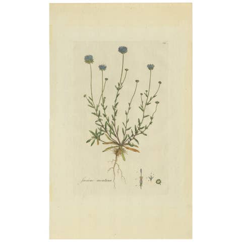 Antique Botany Print of the Jasione Montana by Curtis, circa 1777