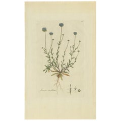 Antique Botany Print of the Jasione Montana by Curtis, circa 1777
