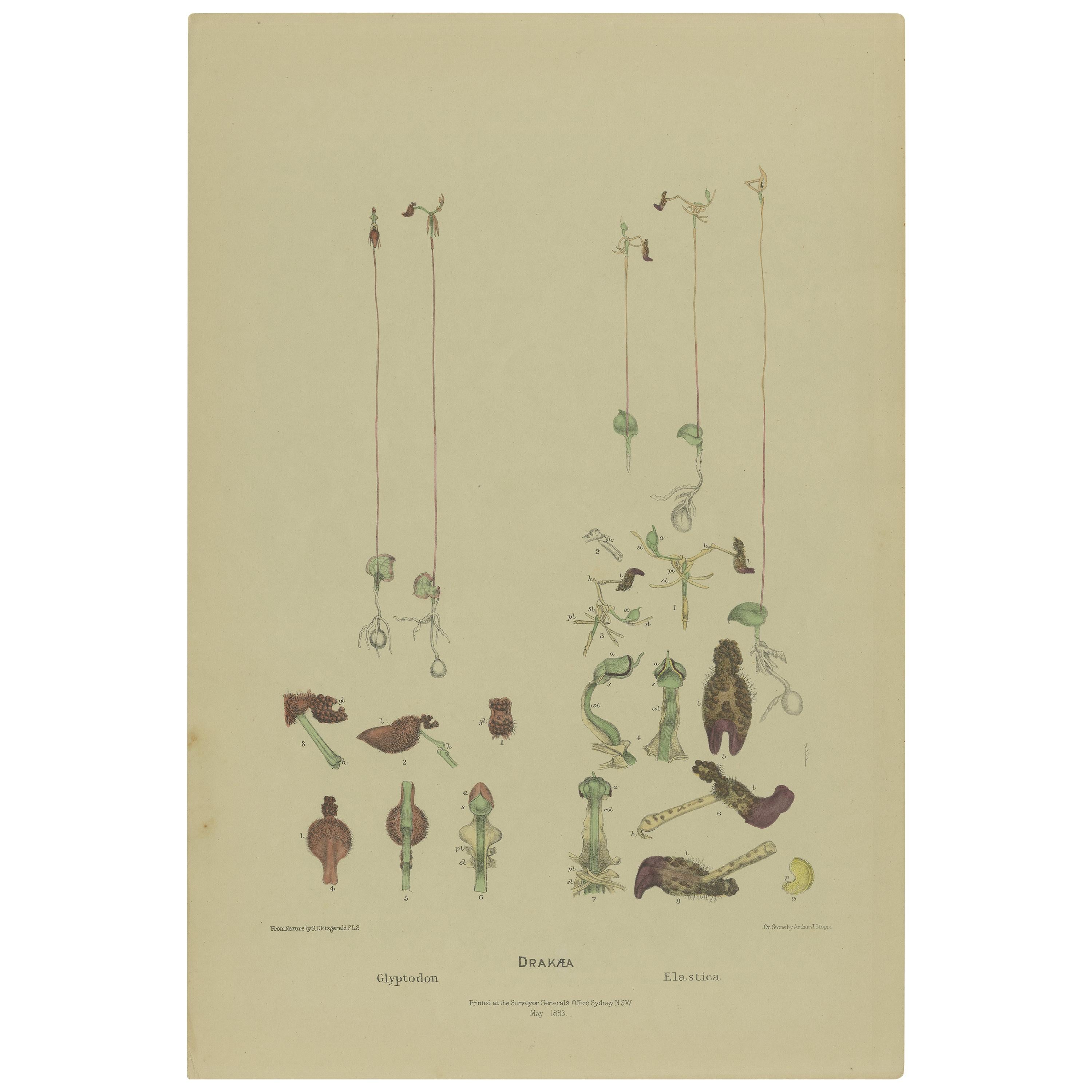 Antique Botany Print of the King-in-his-Carriage & Glossy-Leaved Hammer Orchid