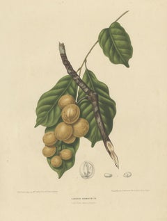 Lansium Domesticum – Langsat Botanical Lithograph c.1863