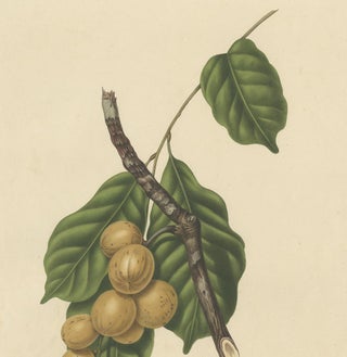 Lansium Domesticum, Langsat Botanical Lithograph c.1863, view 3