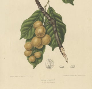 Lansium Domesticum, Langsat Botanical Lithograph c.1863, view 4
