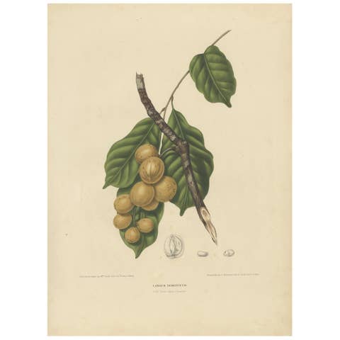 Lansium Domesticum – Langsat Botanical Lithograph c.1863