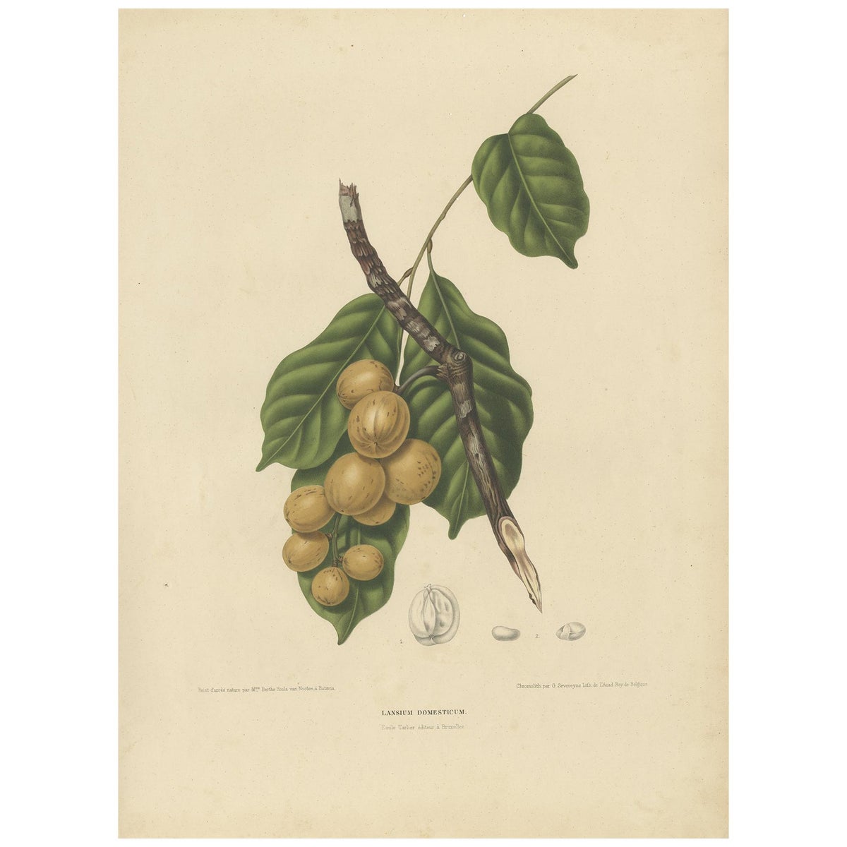 Lansium Domesticum, Langsat Botanical Lithograph c.1863