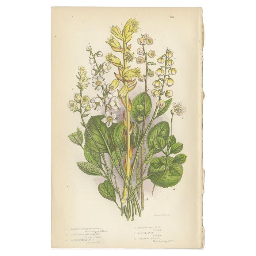 Antique Botany Print of the Large Flowered Moneses, c.1860 For Sale