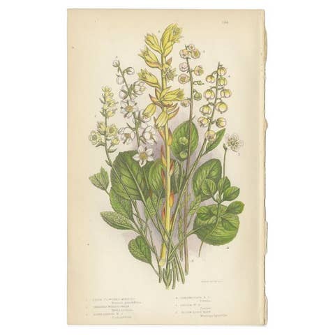 Antique Botany Print of the Large Flowered Moneses, c.1860
