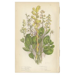 Impression botanique ancienne des grandes Moneses à fleurs, vers 1860