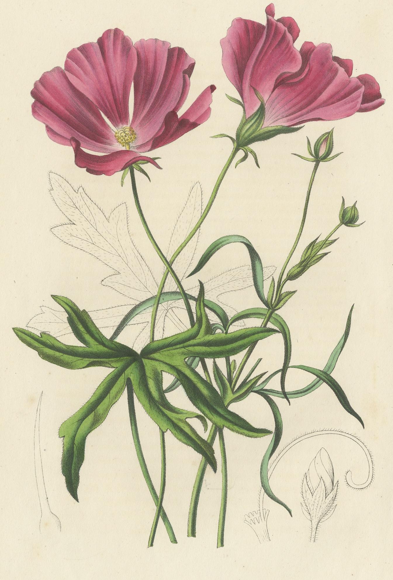 Antique print titled 'Nuttalia Grandiflora'. Botany print of the large-flowered nuttalia. This print originates from volume 3 of 'Annales de la Société Royale d'Agriculture et de Botanique (..)' published in 1847.