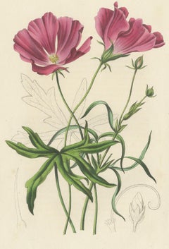 Gravure botanique ancienne de la Nuttalia à grandes fleurs:: 1847