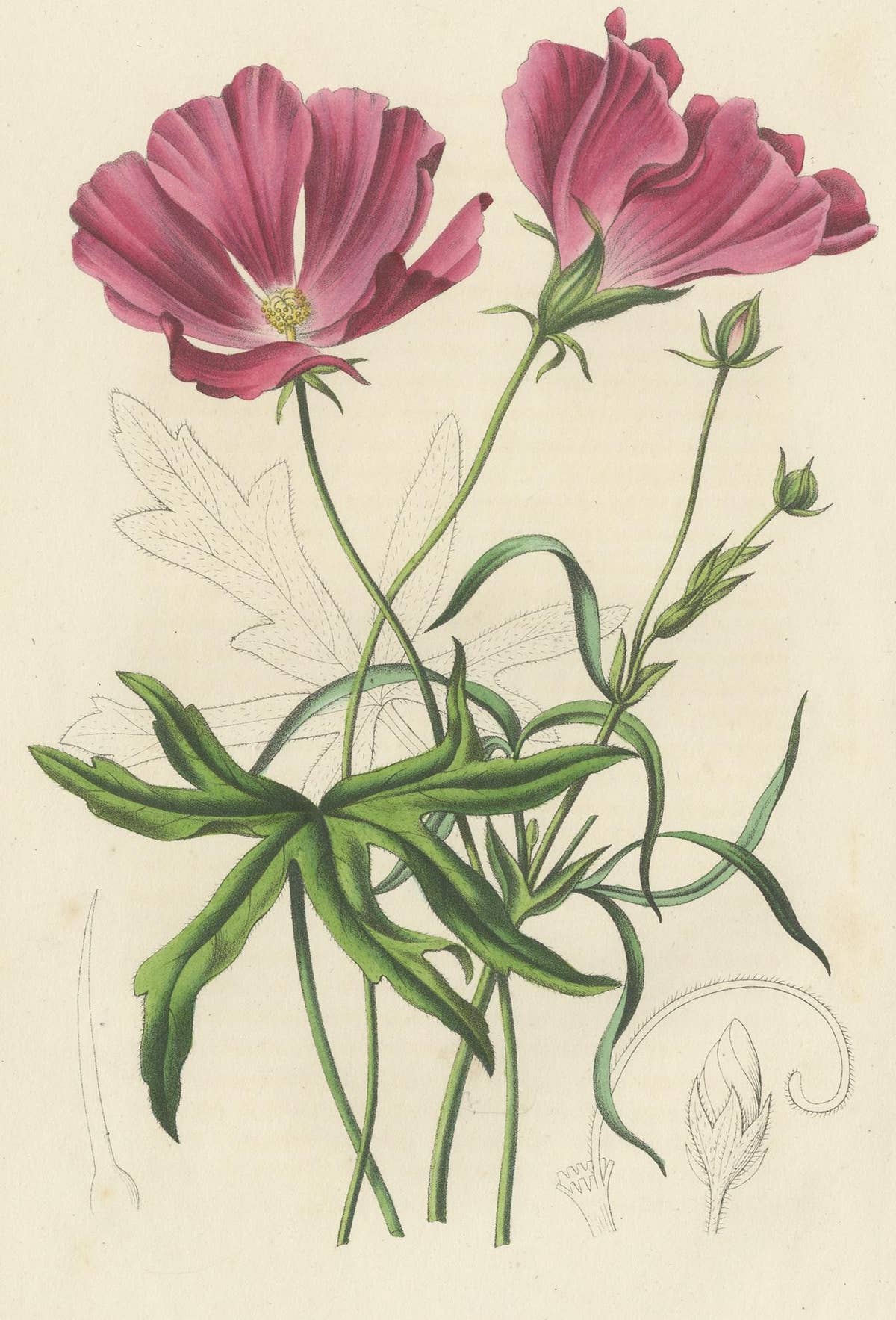 Antique Botany Print of the Large-Flowered Nuttalia, 1847