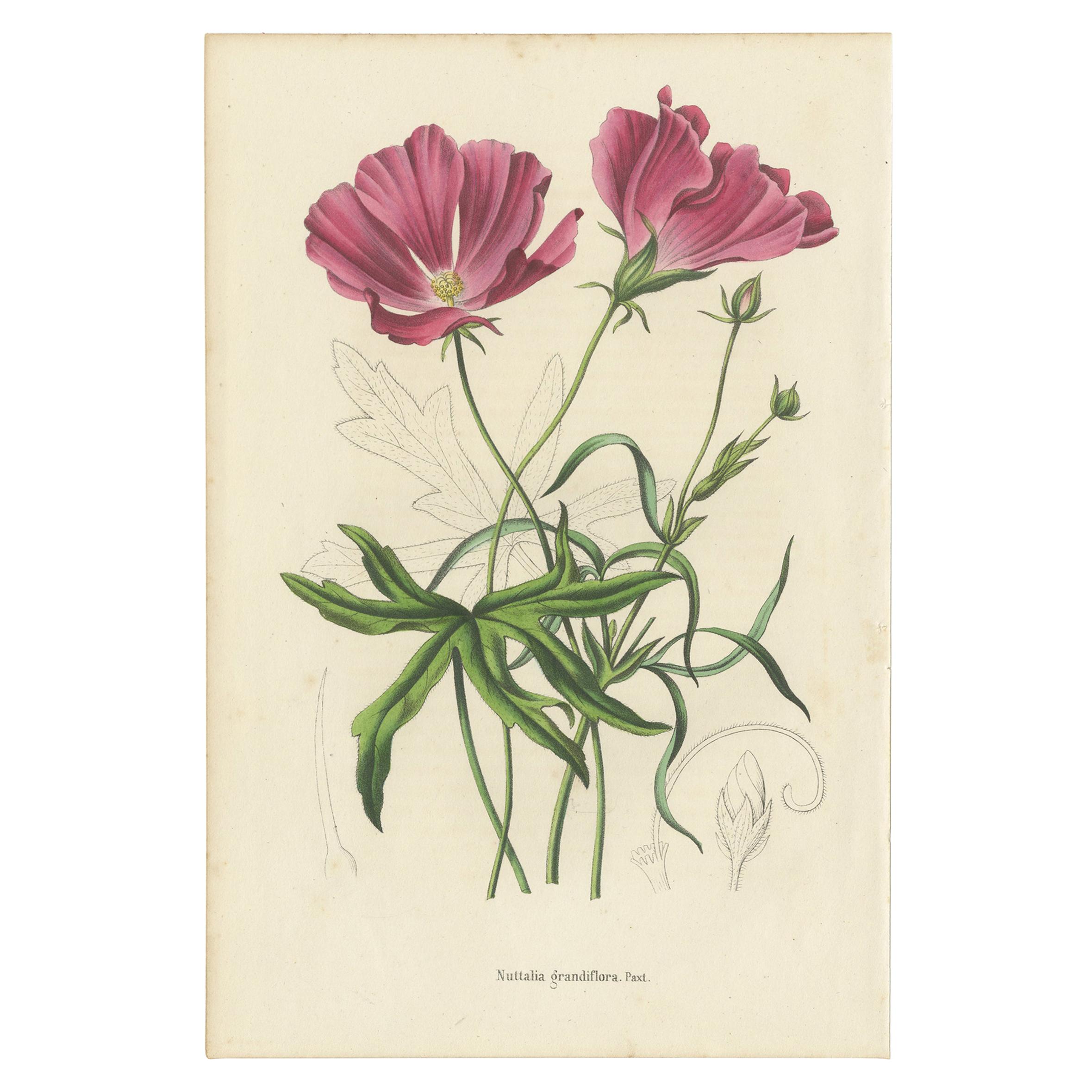 Antique Botany Print of the Large-Flowered Nuttalia, 1847 For Sale