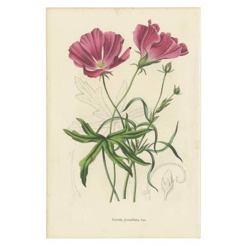 Antique Botany Print of the Large-Flowered Nuttalia, 1847