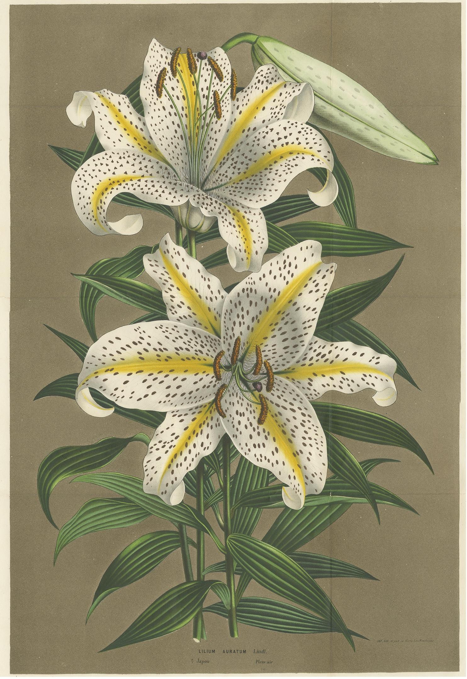 Antique botany print titled 'Lilium Auratum'. Large lithograph of the lilium auratum, one of the true lilies. It is native to Japan and is sometimes called the golden rayed lily or the gold band lily. This print originates from volume 15 of 'Flore