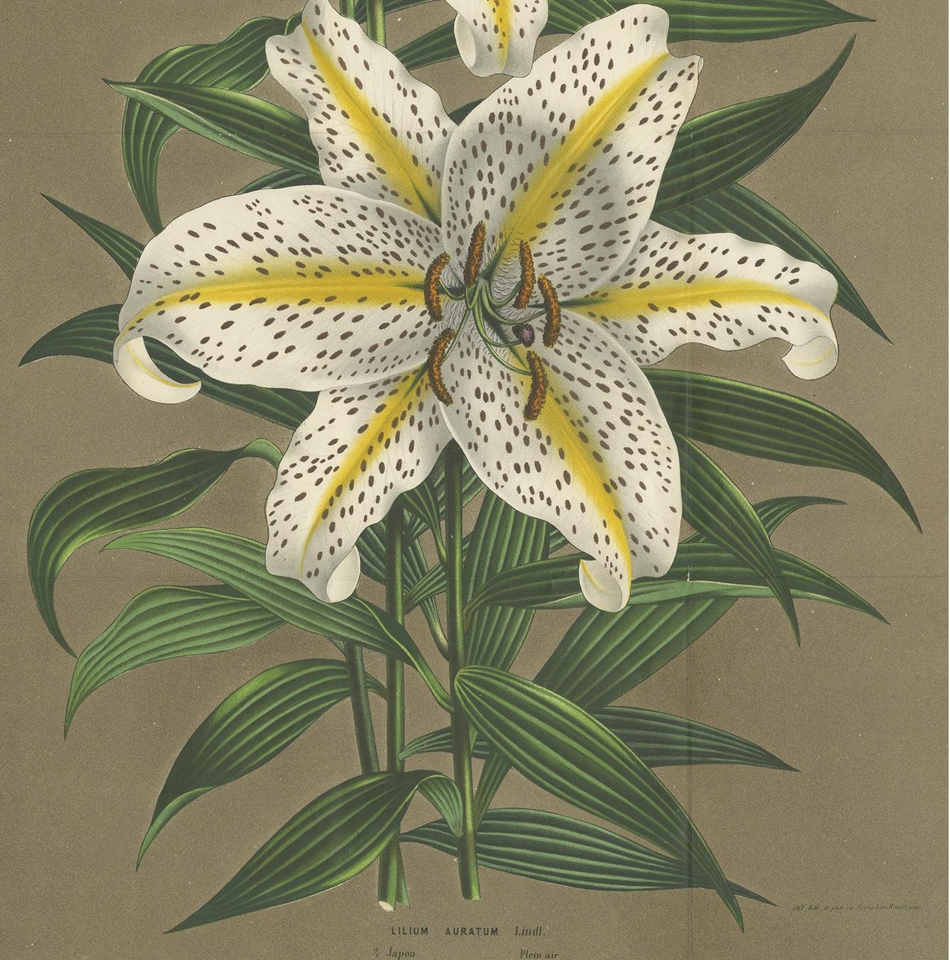 Antique Botany Print of the Lilium Auratum by Van Houtte, 'circa 1862' In Good Condition For Sale In Langweer, NL