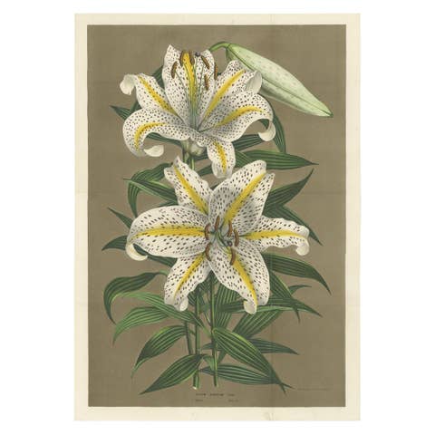 Antique Botany Print of the Lilium Auratum by Van Houtte, 'circa 1862'