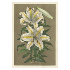 Impression botanique ancienne du Lilium Auratum de Van Houtte, vers 1862