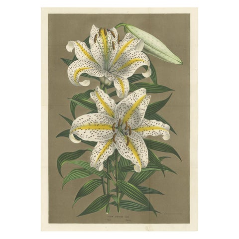 Antique Botany Print of the Lilium Auratum by Van Houtte, 'circa 1862'