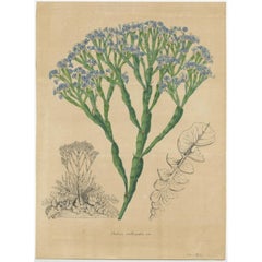 Antique Botany Print of The Limonium Imbricatum by Van Houtte, 1848