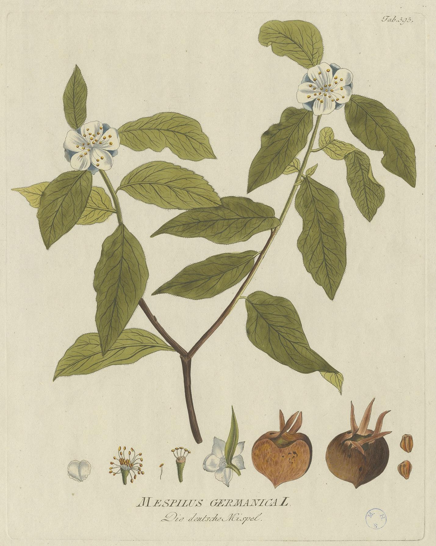 Antique botany print titled 'Mespilus Germanica'. Hand colored engraving of the mespilus germanica, also known as the medlar or common medlar. This print originates from 'Icones Plantarum Medicinalium (..)' by Joseph Jacob Plenck. Published between