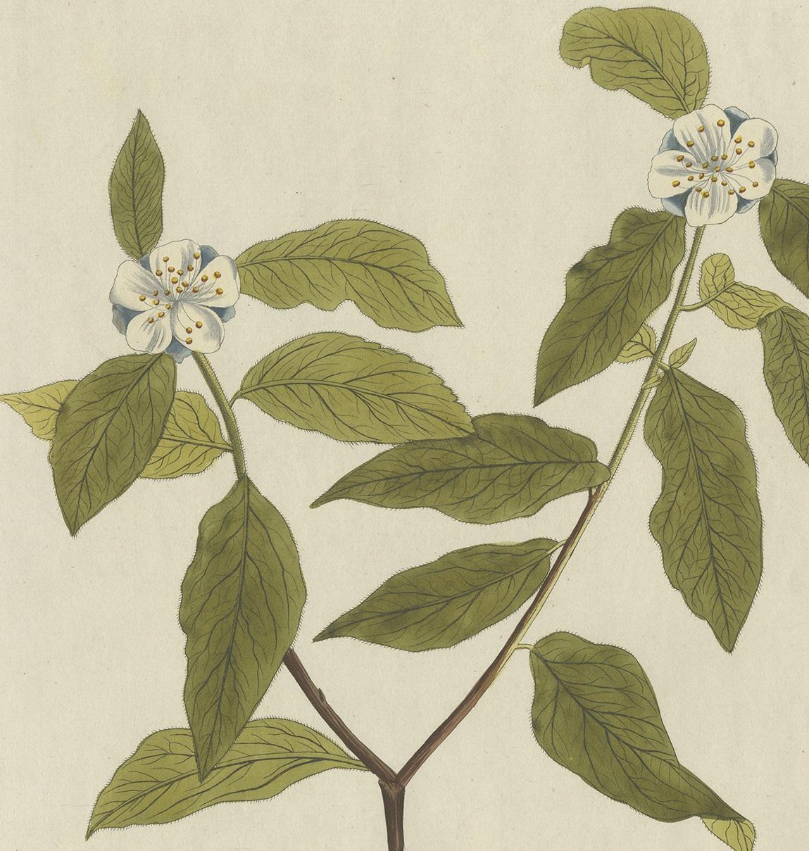 Antique Botany Print of the Mespilus Germanica by Plenck 'circa 1790' In Good Condition For Sale In Langweer, NL