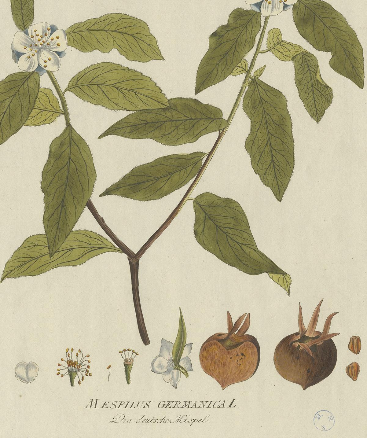 18th Century Antique Botany Print of the Mespilus Germanica by Plenck 'circa 1790' For Sale
