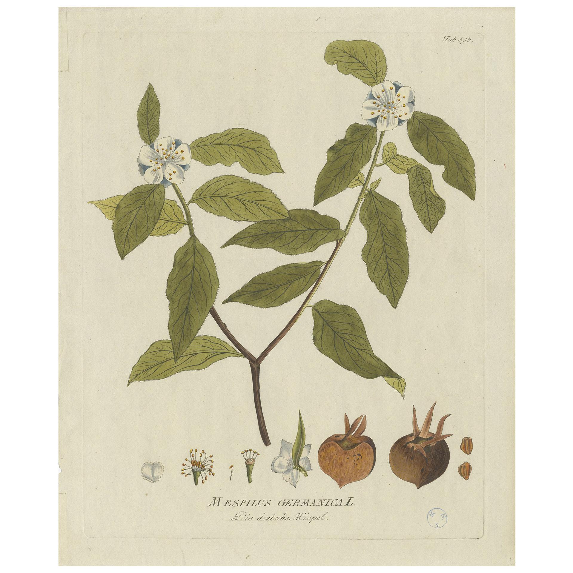 Impression botanique ancienne de la Mespilus Germanica par Plenck, vers 1790
